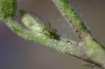 /album/hemiptera/aphis-citricola-3-jpg/